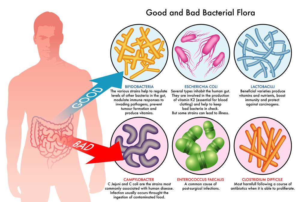 Goede en slechte bacteriën